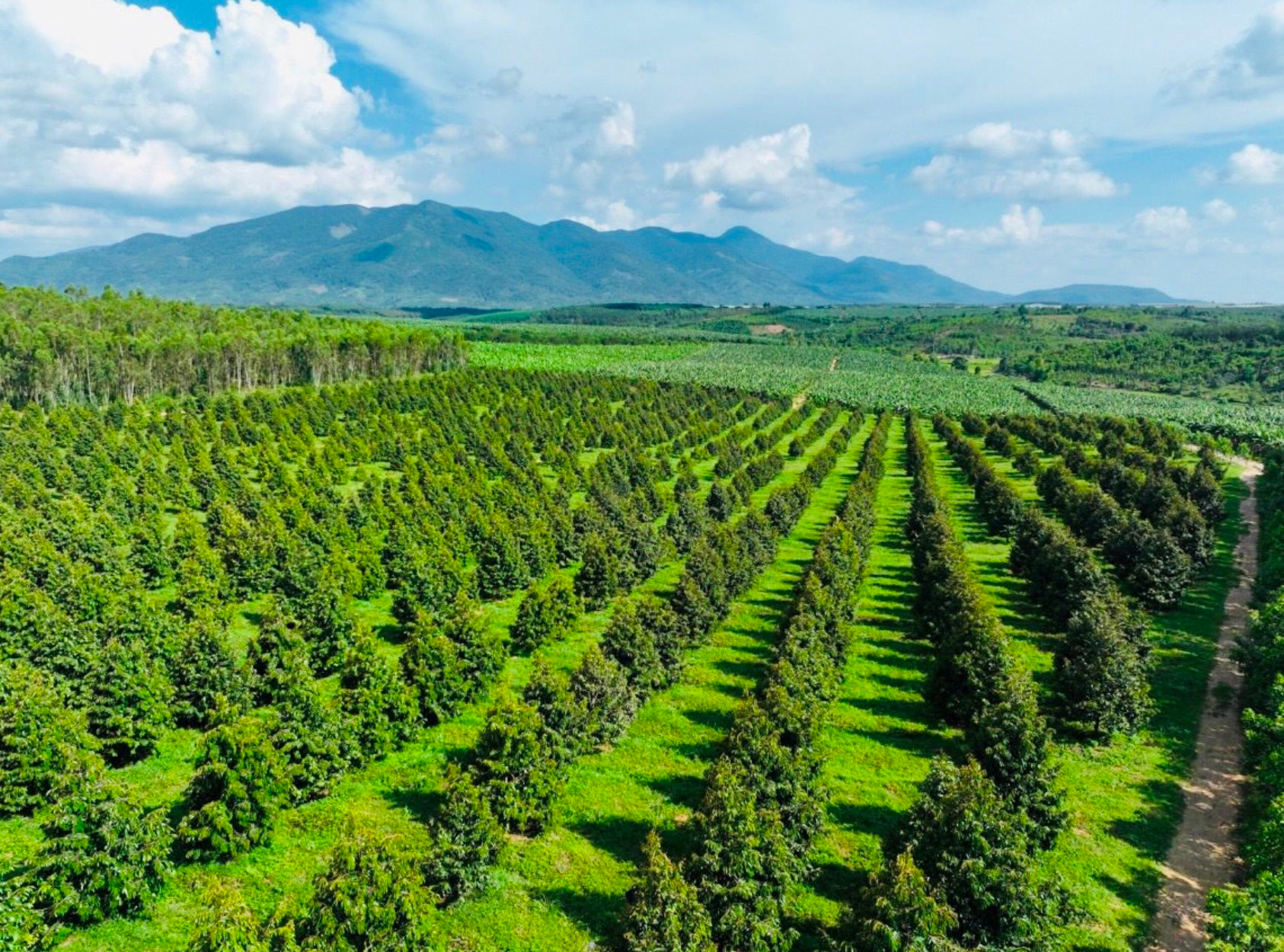 Bầu Đức “nói không” với bất động sản ngàn tỷ, chọn nuôi heo và 2 loại cây này để trả sạch nợ - Ảnh 1