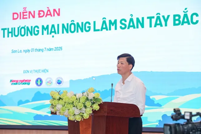 Sâm Lai Châu – 'Báu vật' giữa đại ngàn và giấc mơ thương hiệu quốc gia - Ảnh 1