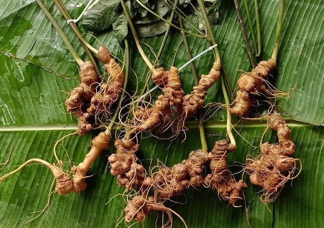 Sâm Lai Châu – 'Báu vật' giữa đại ngàn và giấc mơ thương hiệu quốc gia - Ảnh 2