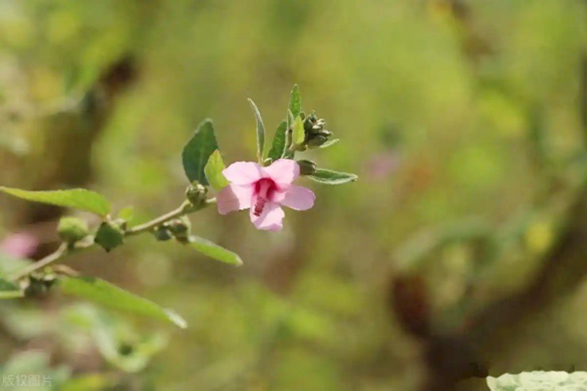 Loài cây "đáng ghét" trong mắt nông dân, nay nửa triệu/1 kg - Ảnh 2