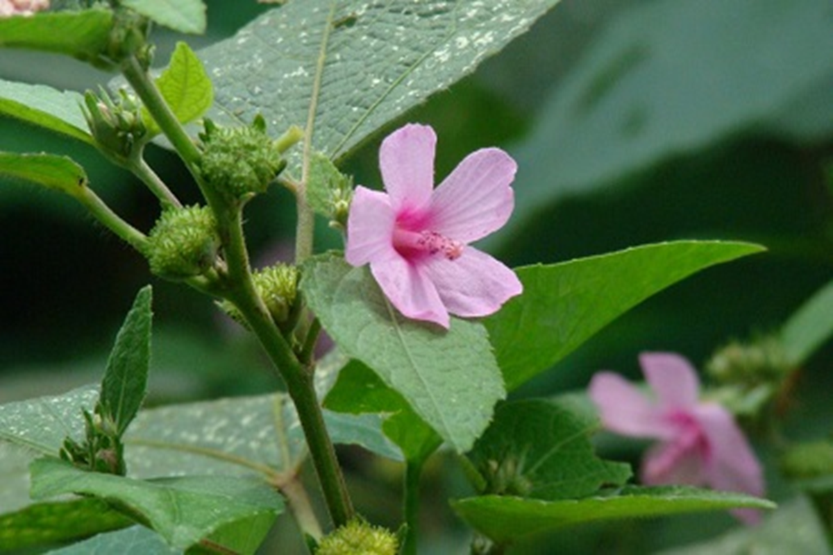 Loài cây "đáng ghét" trong mắt nông dân, nay nửa triệu/1 kg - Ảnh 1