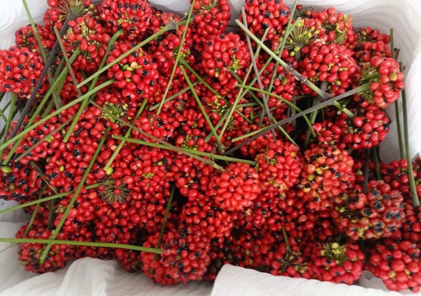 Loại hạt đắt đỏ bậc nhất thế giới, giá 240 triệu đồng/kg, chỉ duy nhất Việt Nam mới có - Ảnh 4