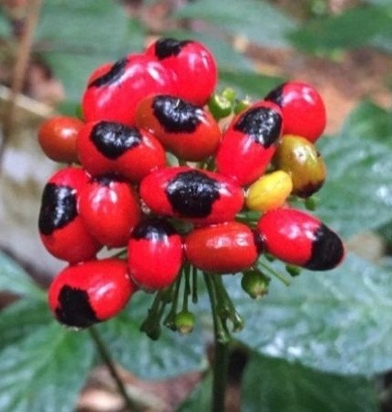 Loại hạt đắt đỏ bậc nhất thế giới, giá 240 triệu đồng/kg, chỉ duy nhất Việt Nam mới có - Ảnh 6