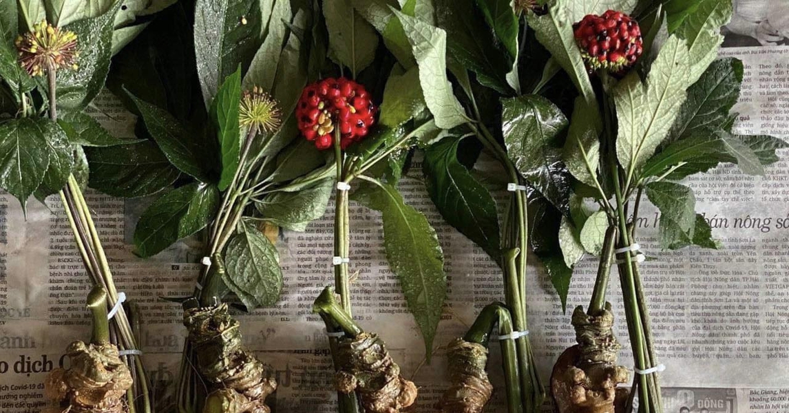 Loại hạt đắt đỏ bậc nhất thế giới, giá 240 triệu đồng/kg, chỉ duy nhất Việt Nam mới có - Ảnh 1