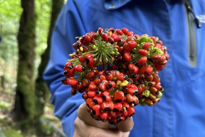 Loại hạt đắt đỏ bậc nhất thế giới, giá 240 triệu đồng/kg, chỉ duy nhất Việt Nam mới có - Ảnh 5