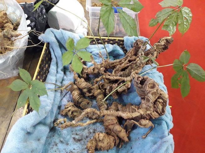 Loại hạt đắt đỏ bậc nhất thế giới, giá 240 triệu đồng/kg, chỉ duy nhất Việt Nam mới có - Ảnh 3