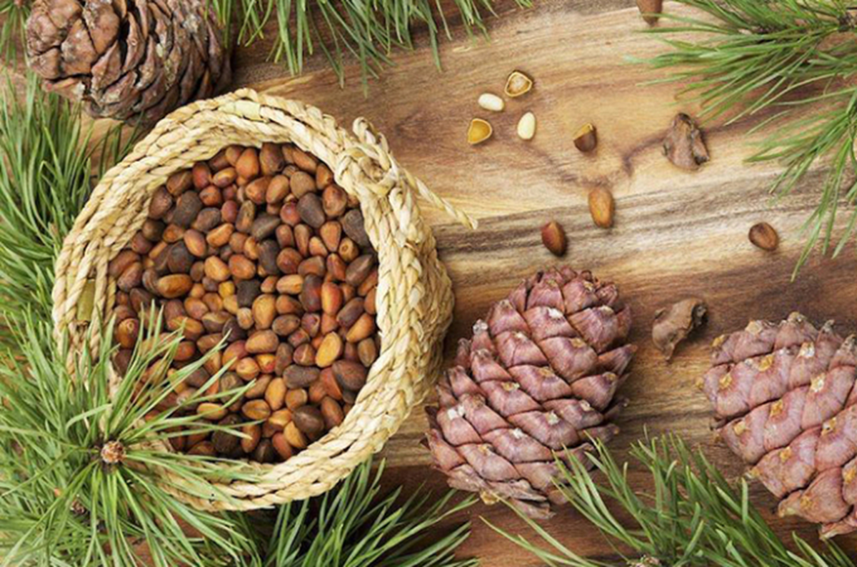 Loại hạt đắt đỏ bậc nhất thế giới, ở Việt Nam xưa rụng đầy gốc ít ai nhặt - Ảnh 2