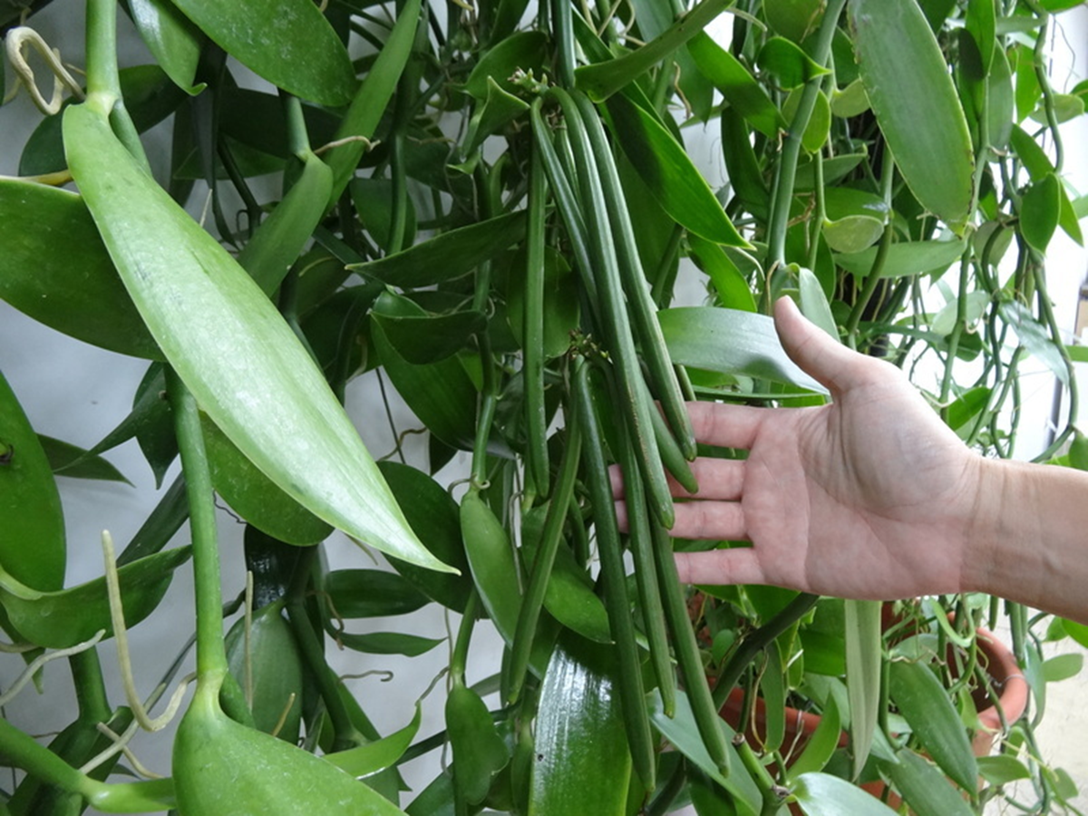 Loại quả đắt đỏ bậc nhất thế giới, từng có giá 15 triệu đồng/kg, ở Việt Nam có người trồng thành công - Ảnh 1