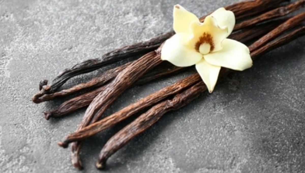 Loại quả đắt đỏ bậc nhất thế giới, từng có giá 15 triệu đồng/kg, ở Việt Nam có người trồng thành công - Ảnh 3