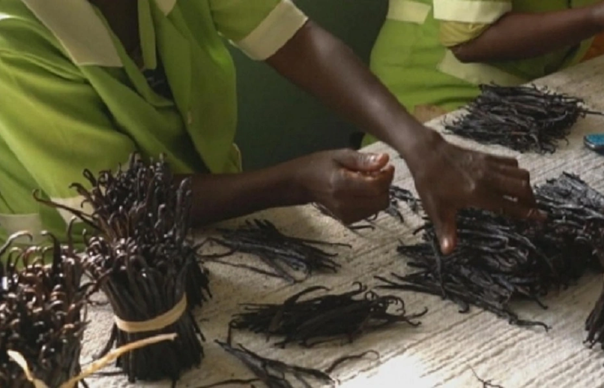 Loại quả đắt đỏ bậc nhất thế giới, từng có giá 15 triệu đồng/kg, ở Việt Nam có người trồng thành công - Ảnh 2