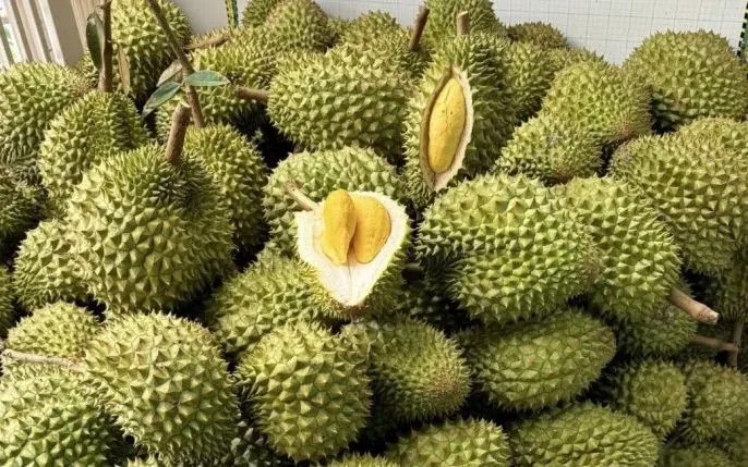 Sầu riêng Việt đón chuyên gia Trung Quốc: Cú hích xuất khẩu, "mở khóa" thị trường tỷ đô - Ảnh 1