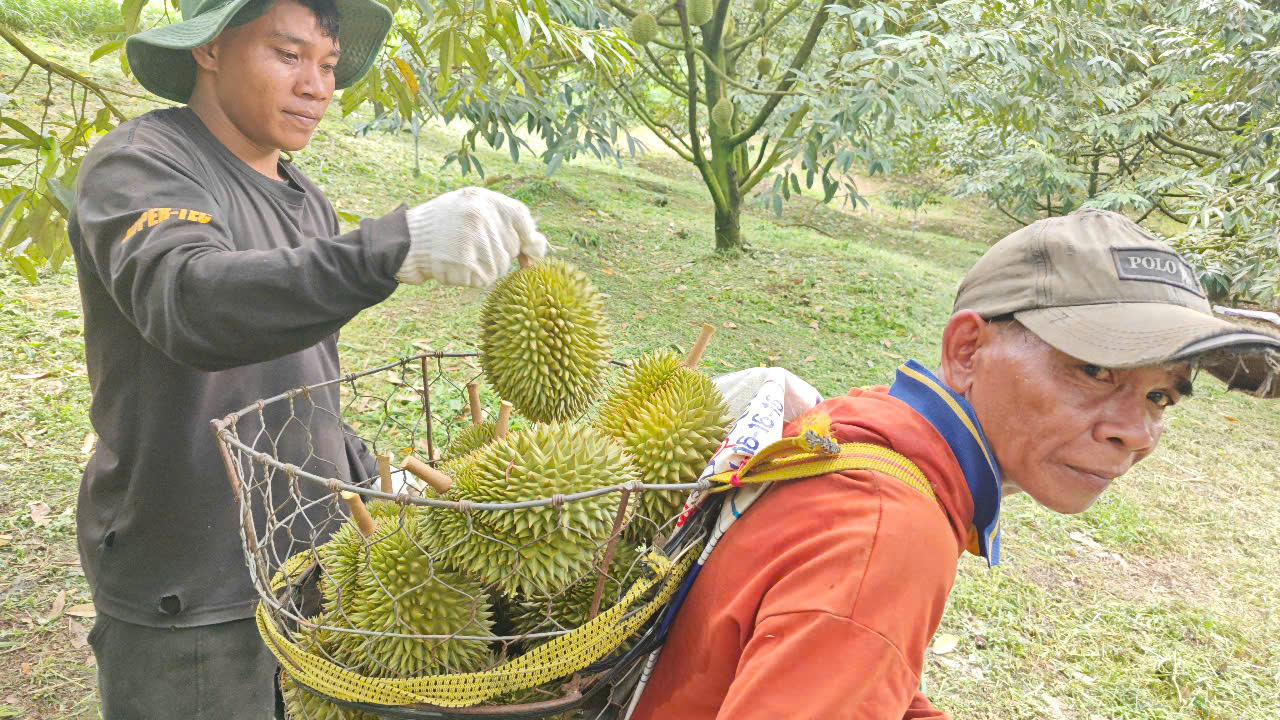 Sầu riêng giống cổ Chuồng Bò, Sáu Hữu bất ngờ được chuộng - Ảnh 5