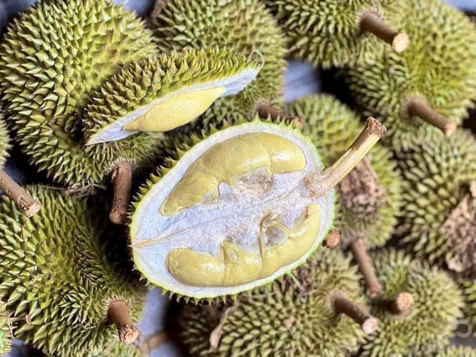 Sầu riêng giống cổ Chuồng Bò, Sáu Hữu bất ngờ được chuộng - Ảnh 4