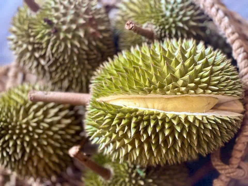 Sầu riêng giống cổ Chuồng Bò, Sáu Hữu bất ngờ được chuộng - Ảnh 3