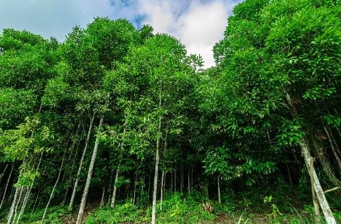 ‘Trợ lực’ từ Indonesia đổ bộ giúp Việt Nam thống lĩnh một mặt hàng của thế giới: Là loại cây từ gốc đến ngọn đều ra tiền, thu về hàng trăm triệu USD mỗi năm - Ảnh 1