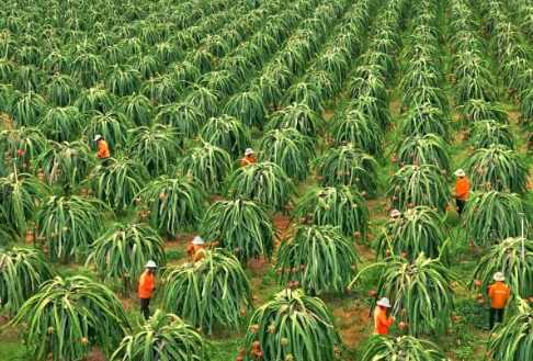 Không phải sầu riêng, một loại 'siêu trái cây' đang gặp khó tại Trung Quốc: Giá bất ngờ lao dốc 1 nửa, Việt Nam trồng nhiều nhất thế giới - Ảnh 1