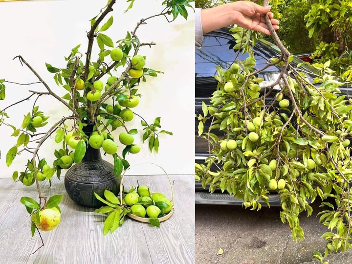 Thị thơm vào mùa, chị em lùng mua cả cành về chưng nhà - Ảnh 1