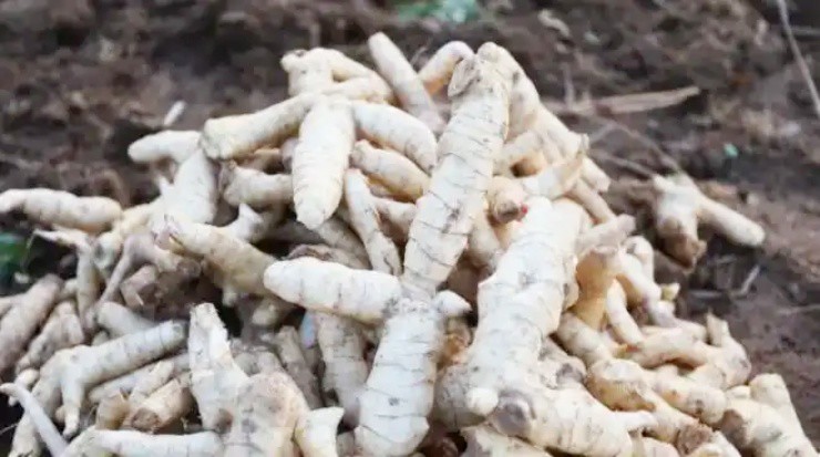 Tìm "mỏ vàng” trên cây thuốc có từ 2.000 năm trước, kiếm tiền tỷ/năm - Ảnh 1