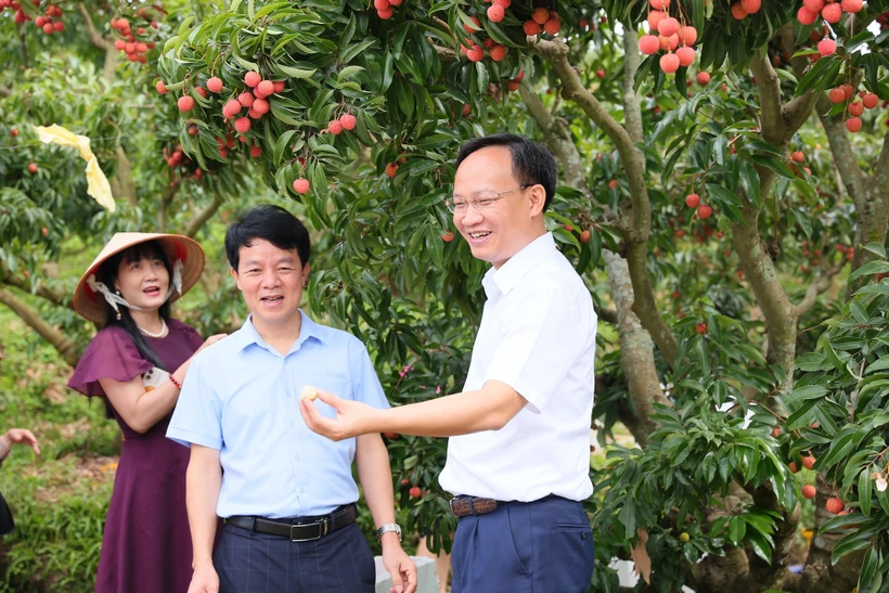 Lần đầu tiên Phó Chủ tịch Bắc Ninh livestream chốt đơn hàng chục tấn vải chỉ trong một buổi sáng - Ảnh 2