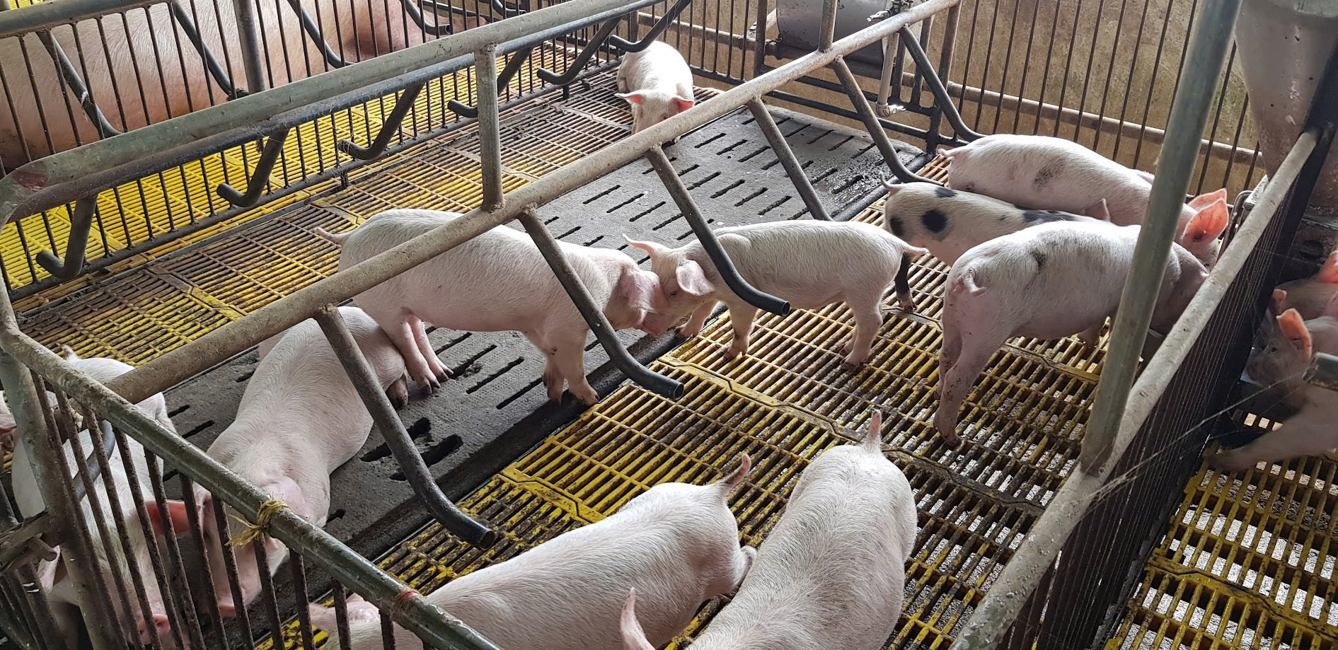 Giá heo hơi giảm sâu, người nuôi "bán tháo" né dịch - Ảnh 1