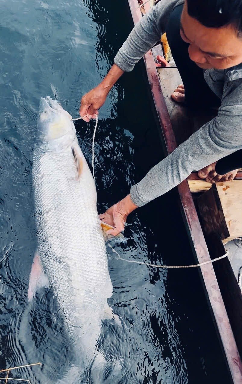 "Cọp nước" sông Đà: Hung dữ không loài cá nước ngọt nào sánh nổi; càng nặng càng đắt giá - Ảnh 2