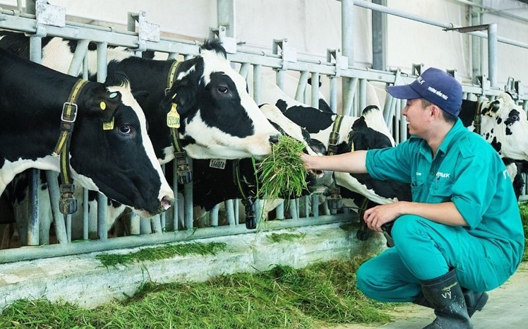 Lý do nhiều vùng chăn nuôi bò sữa trên bờ vực phá sản - Ảnh 2
