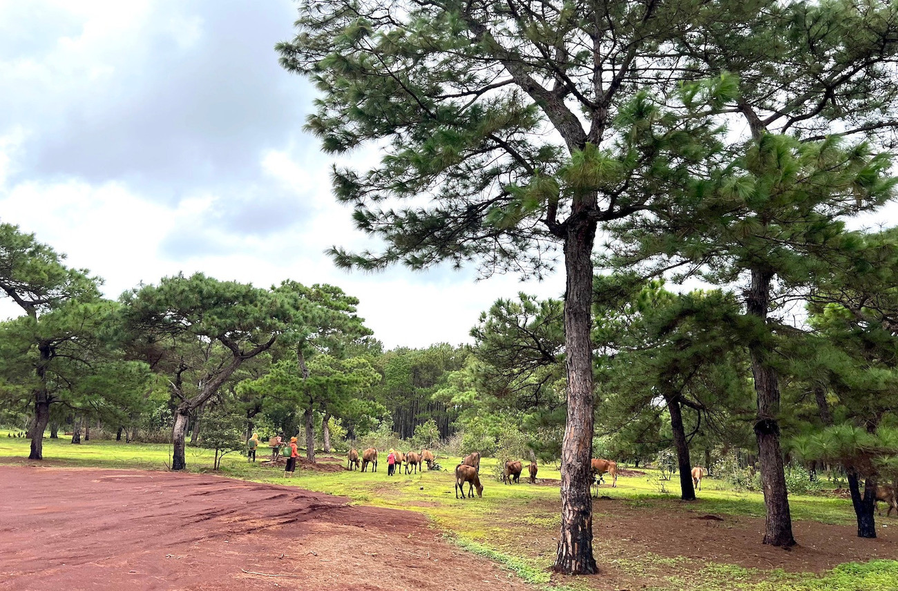 Toàn cảnh rừng thông làm dự án sân golf FLC dang dở, đang điều chỉnh quy hoạch - Ảnh 2