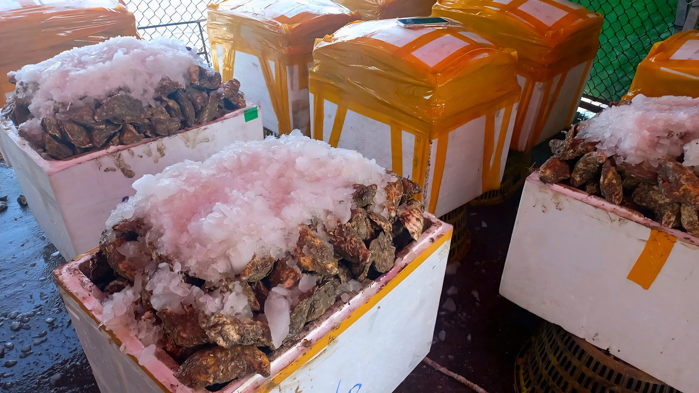 Thủ phủ hàu Vân Đồn điêu đứng, hàng Trung Quốc giá rẻ tràn lan - Ảnh 5