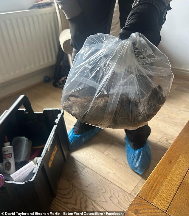 Anh: Phát hiện chuột khổng lồ dài hơn nửa mét ở khắp nơi - Ảnh 3