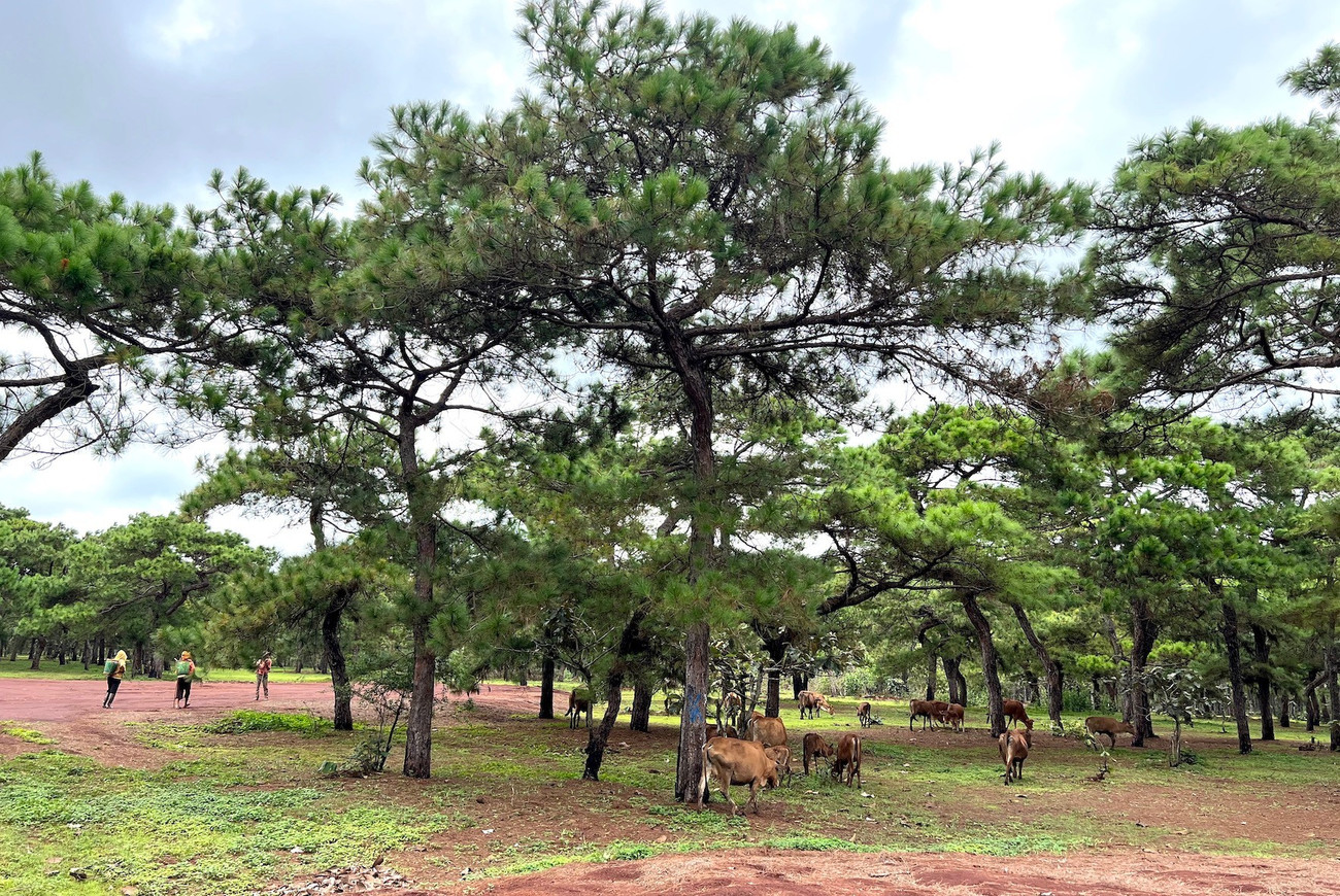 Toàn cảnh rừng thông làm dự án sân golf FLC dang dở, đang điều chỉnh quy hoạch - Ảnh 3