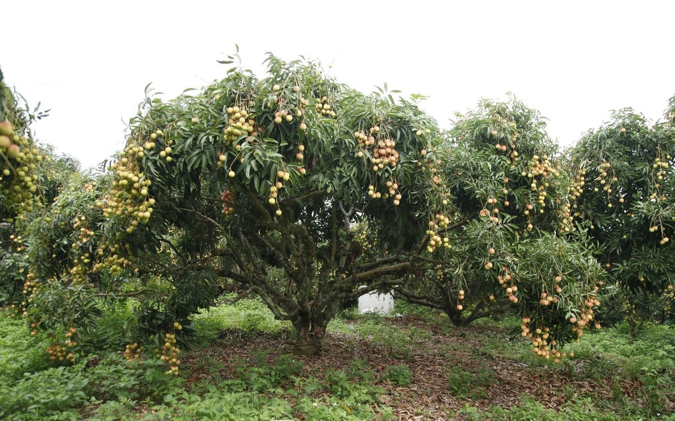 Đặc sản Việt Nam ghi nhận kỷ lục chưa từng có, vừa hết vụ đã có đối tác lớn từ Mỹ đặt hàng cho năm sau - Ảnh 1