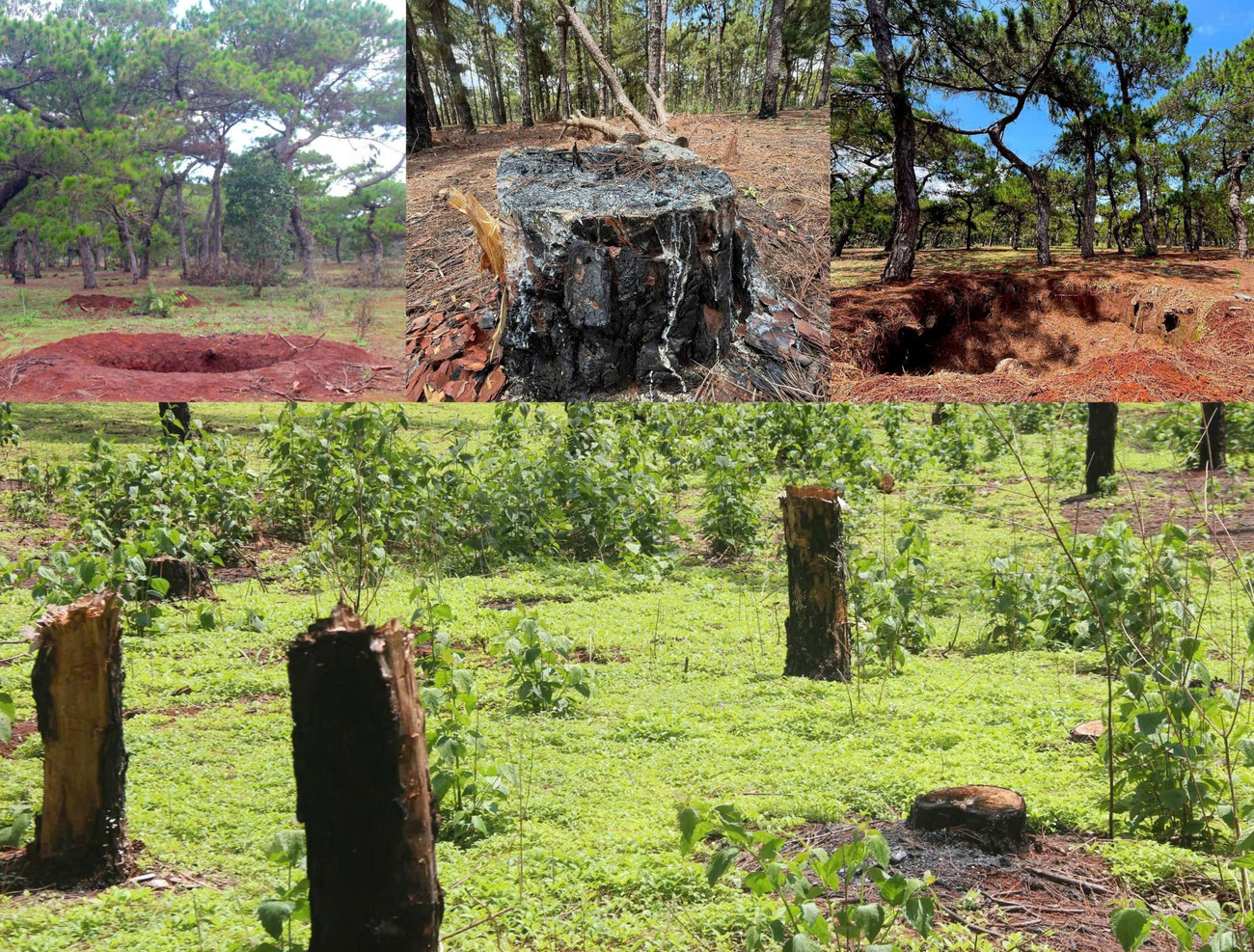 Toàn cảnh rừng thông làm dự án sân golf FLC dang dở, đang điều chỉnh quy hoạch - Ảnh 5