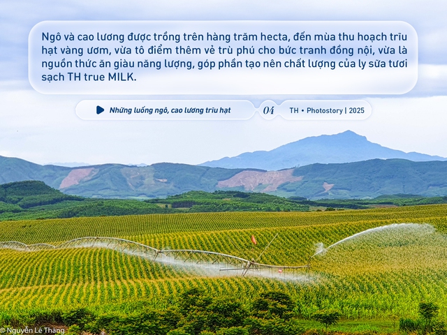 Bức tranh thiên nhiên ngút tầm mắt chỉ có ở nơi sản xuất sữa tươi sạch TH true MILK - Ảnh 4