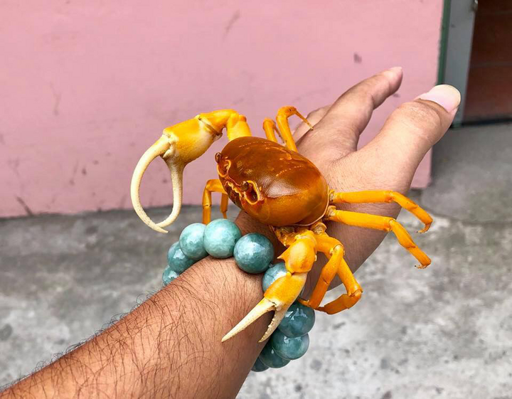 Độc lạ nuôi cua cảnh - Ảnh 5