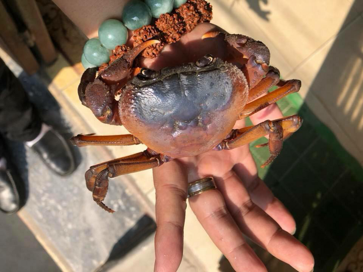 Độc lạ nuôi cua cảnh - Ảnh 1