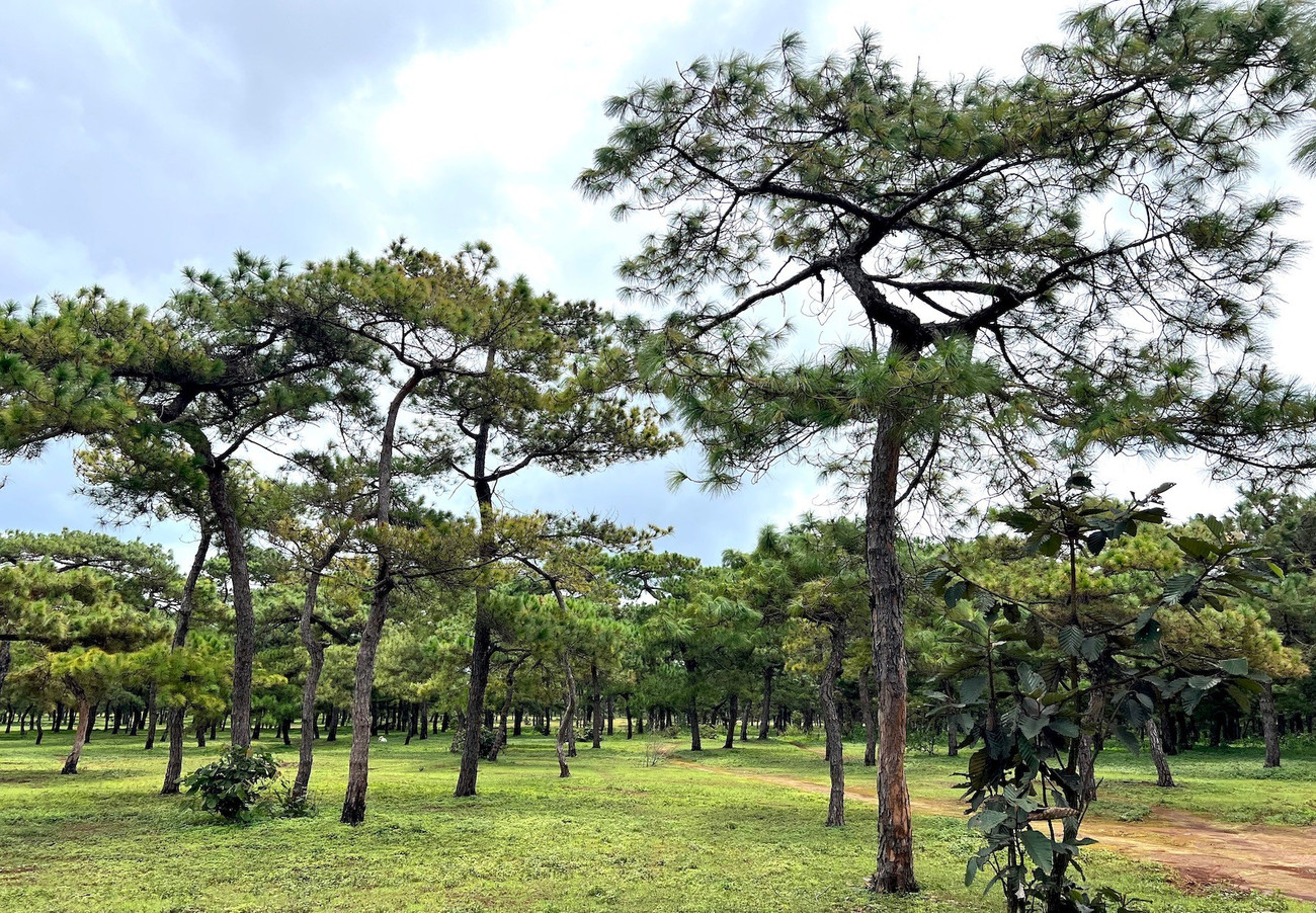 Toàn cảnh rừng thông làm dự án sân golf FLC dang dở, đang điều chỉnh quy hoạch - Ảnh 1