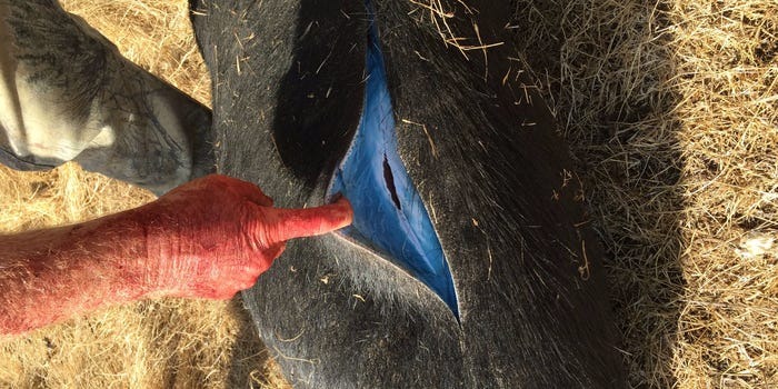 Thịt lợn rừng màu xanh dương: Câu chuyện kỳ lạ đằng sau một trong những bức ảnh khó hiểu nhất trên internet - Ảnh 4