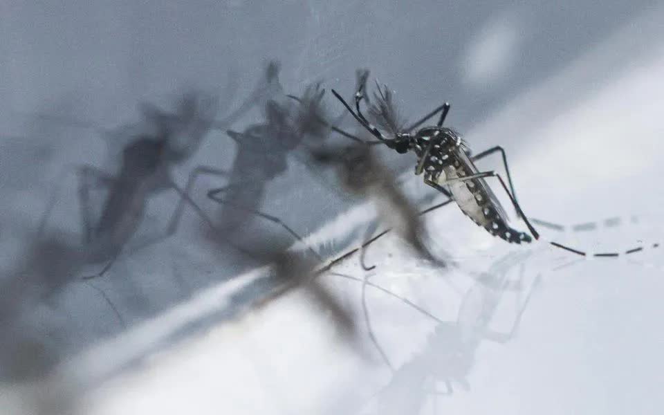 Số ca sốt do virus chikungunya tăng gấp đôi, Singapore nâng cao cảnh báo y tế - Ảnh 1