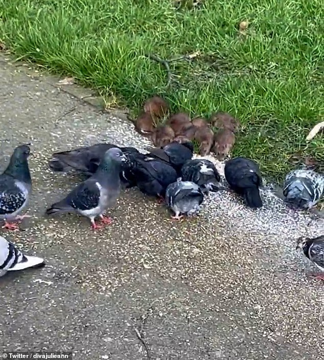 Anh: Phát hiện chuột khổng lồ dài hơn nửa mét ở khắp nơi - Ảnh 5