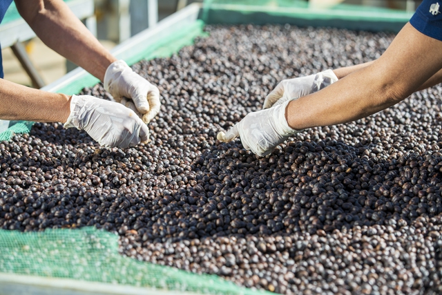 Doanh nghiệp xuất khẩu cà phê cán mốc 1 tỷ USD, dấu ấn 80 năm thành tựu quốc gia - Ảnh 1