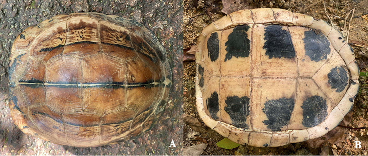 Việt Nam sở hữu “báu vật” độc nhất vô nhị: Đang có nguy cơ biến mất vĩnh viễn - Ảnh 2