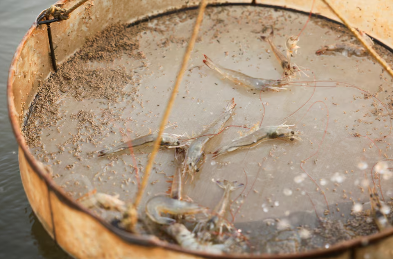 Lộ diện mặt hàng đầu tiên của Ấn Độ bị ảnh hưởng do mua dầu Nga: Nông dân bị ép giá 20%, đối thủ sắp hưởng lợi thế lớn - Ảnh 1