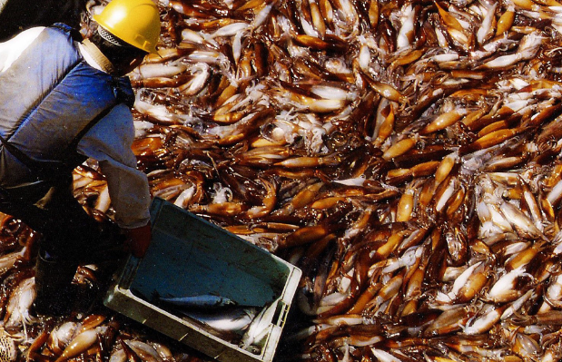 Không phải sầu riêng hay nông sản, một kho báu của Việt Nam được Thái Lan liên tục săn lùng: Xuất khẩu tăng trưởng 3 chữ số, nước ta thu về hàng chục triệu USD - Ảnh 1