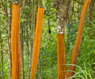 Cứu tinh từ Indonesia đổ bộ giúp Việt Nam xuất khẩu đứng đầu thế giới: Thu về gần 200 triệu USD, nước ta có diện tích trồng hàng trăm nghìn ha - Ảnh 1