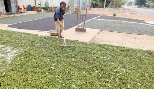 Mỹ liên tục săn lùng một 'báu vật' nông sản của Việt Nam: Nước ta xuất khẩu vượt xa cả thế giới, thu về gần nửa tỷ USD kể từ đầu năm - Ảnh 1