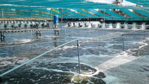 'Mỏ vàng’ dưới nước đưa Việt Nam thành ông lớn thứ 2 thế giới: Mỹ, Nhật Bản, Trung Quốc đều săn đón, nước ta sở hữu công nghệ chế biến hiện đại đứng top toàn cầu - Ảnh 1