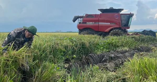 Động thái chưa từng có tiền lệ: Cuba đánh cược tương lai nông nghiệp vào hạt giống Việt Nam