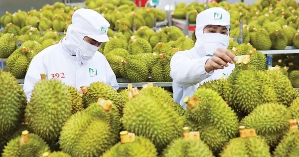 Xuất khẩu sầu riêng vào 'khuôn khổ' mới