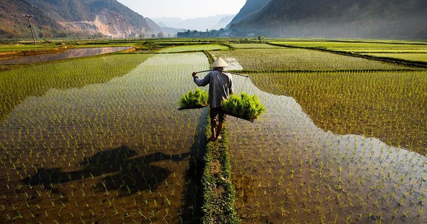 Việt Nam vượt Thái Lan, trở thành nhà xuất khẩu gạo lớn thứ 2 thế giới
