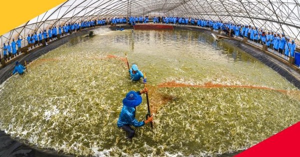 Từng lãi hàng trăm tỷ mỗi năm, "Vua tôm giống" Việt Nam bất ngờ báo lỗ trong 6 tháng đầu năm 2025